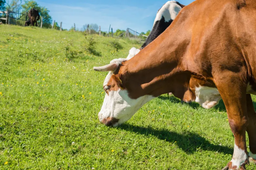 Abate de fêmeas cai 24,59% em Mato Grosso e o pecuarista já monta o cocho de 2027