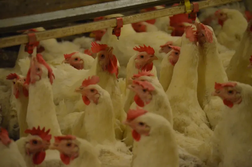 Carne de frango: ABPA eleva projeções e granjas devem produzir até 16,15 milhões de toneladas em 2026