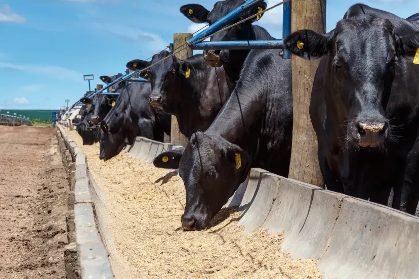 Coreia do Sul manda missão a frigoríficos em agosto e mexe na fila de 17 anos da carne brasileira
