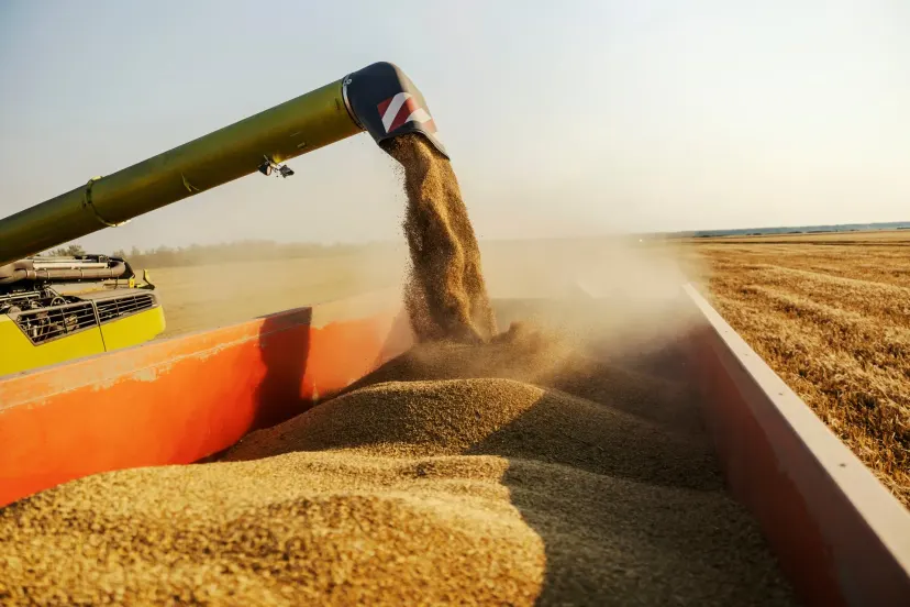 Mato Grosso ainda tem 19,53 milhões de toneladas de milho para tirar do armazém, e a soja nova já vem chegando no mesmo piso