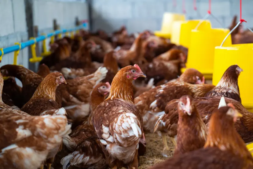 Frango brasileiro bate recorde histórico de exportação e aperta o ritmo dentro do aviário