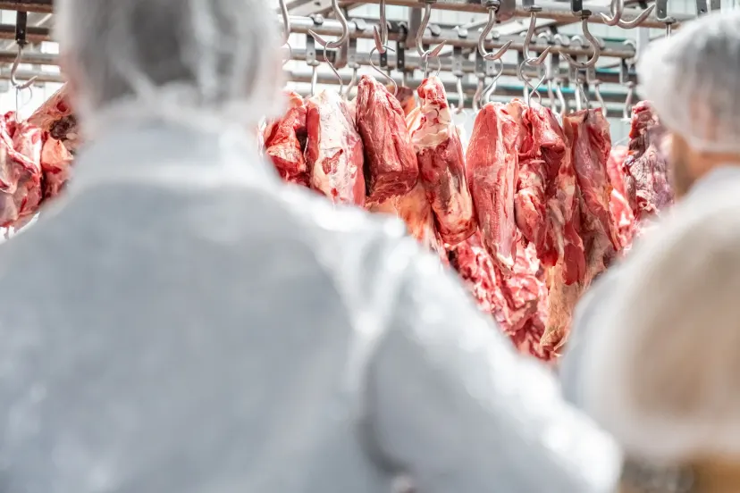 UE barra a carne do Brasil desde 3 de setembro: para onde vai o boi que iria para o bloco