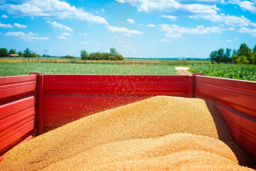 Adubo mais barato e grão mais caro: a conta do produtor melhorou 7% em agosto