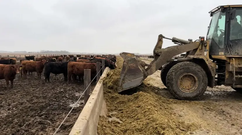 Pá-carregadeira compacta carregando silagem no pátio — carregadeira no confinamento